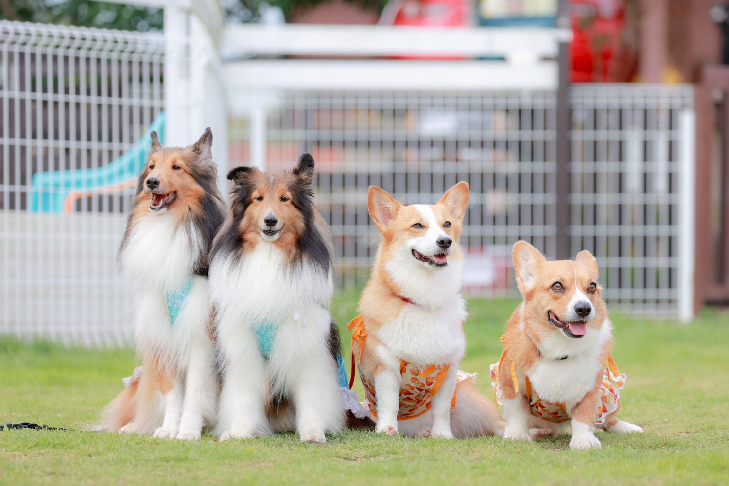 愛犬と泊まれるお部屋
