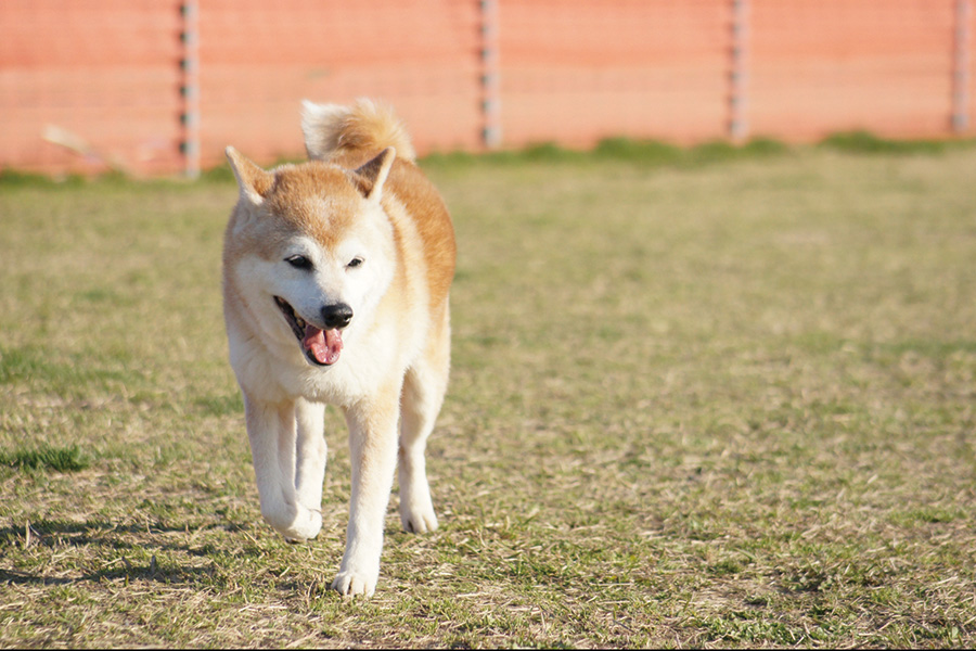 愛犬と泊まれるお部屋